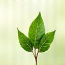 GreenLeaf Organics Logo